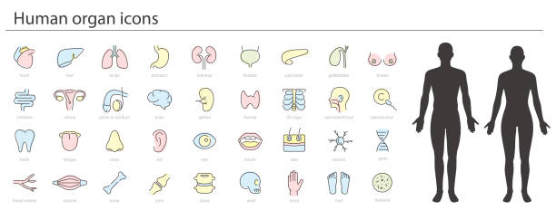 Human Organ icon set, medical icons, vector illustration Human Organ icon set, medical icons, vector illustration human joint stock illustrations