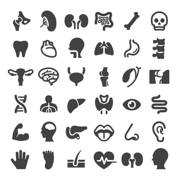 menschliches organ icons - serie big - anatomie stock-grafiken, -clipart, -cartoons und -symbole