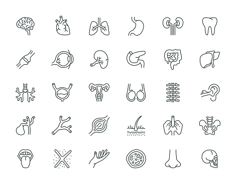 Human Organs Thin Line Icon Set Series
