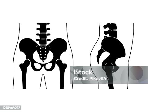 istock Human pelvis anatomy. 1218464212