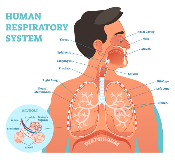 Human Respiratory System anatomical vector illustration, medical education cross section diagram with nasal cavity, throat, lungs and alveoli. Human Respiratory System anatomical vector illustration, medical education cross section diagram with nasal cavity, throat, esophagus, trachea, lungs and alveoli. human throat anatomy stock illustrations