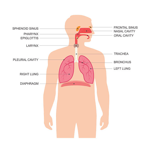 human respiratory system human respiratory system anatomy, vector medical nose illustration  human throat anatomy stock illustrations