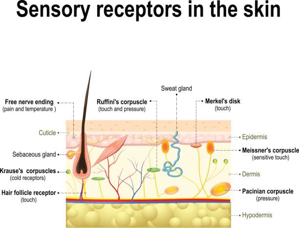human sensory system in the skin. human sensory system in the skin. Pressure, vibration, temperature, pain and itching are transmitted via special receptory organs and nerves receptor stock illustrations