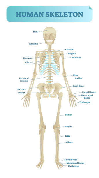 stockillustraties, clipart, cartoons en iconen met menselijk skelet, anatomische model. medische vector illustratie poster, educatieve informatie. - bot lichaamsdeel