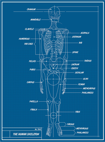 Human Skeleton Blueprint