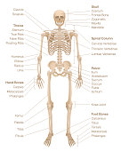 istock Human skeleton chart. Labeled skeletal system with named bones, skull, spinal column, pelvic, thorax, ribs, sternum, hand and foot bones, clavicle, scapula and more. Vector illustration. 1346367060