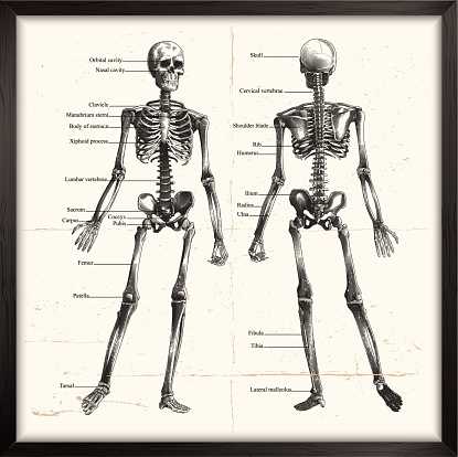 Human Skeleton. Engraving