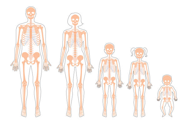 menschliches skelett unterschiedlichen alters - menschliches skelett stock-grafiken, -clipart, -cartoons und -symbole