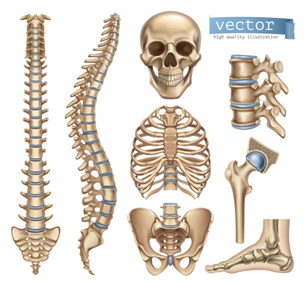 Human skeleton structure. Skull, spine, rib cage, pelvis, joints. Anatomy and medicine. 3d vector icon set Human skeleton structure. Skull, spine, rib cage, pelvis, joints. Anatomy and medicine. 3d vector icon set spine body part stock illustrations