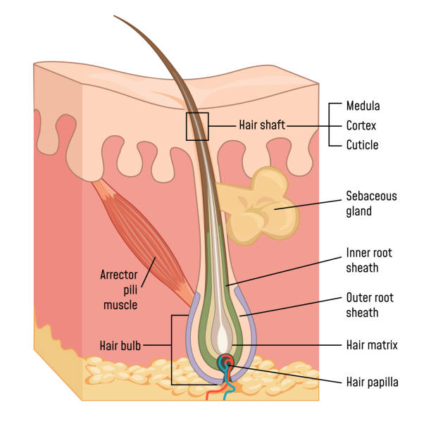 Human Skin and Hair Anatomy Human skin and hair anatomy. hair structure stock illustrations