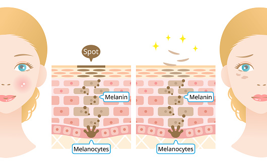 Human Skin Cell Turnover Anatomy And Woman Face Beauty And Skin Care  Concept Stock Illustration - Download Image Now - iStock