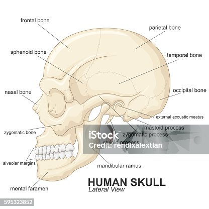 istock Human skull lateral view with explanation 595323852