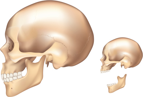 Human skull, left side