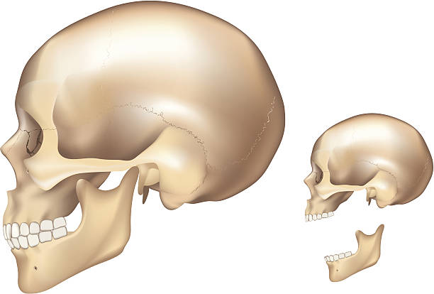 Human skull, left side Detailed human skull, left side view. human jaw bone stock illustrations