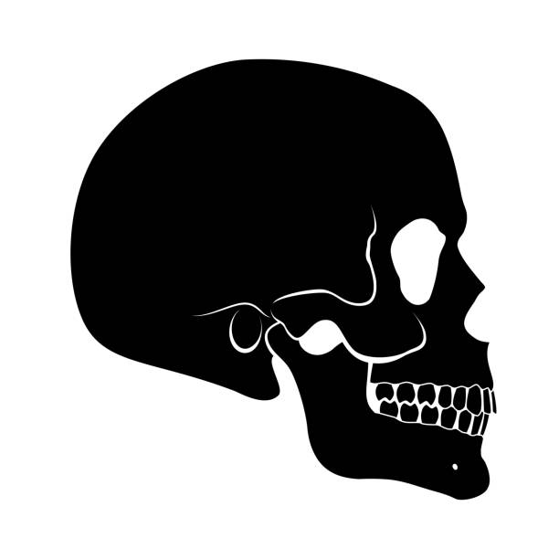 череп человека - tattoo patterns of skulls silhouette stock illustrations.