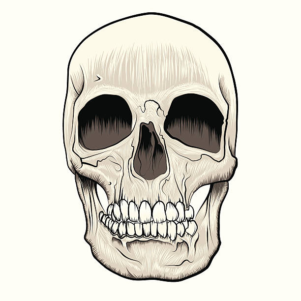 Human Skull vector art illustration