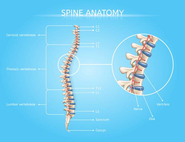 Human Spine Anatomy Vector Medical Infographic Spine Anatomy Vector Medical Scheme with Vertebral Column Regions Lateral View Realistic Illustration. Human Body Internal Structures, Musculoskeletal System Elements Detailed Chart with Text Labels spine body part stock illustrations