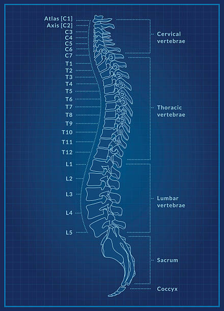 Human Spine Blueprint A detailed blueprint of a human spine showing the side view with different regions and vertebrae labelled. This is an editable EPS 10 vector illustration with CMYK color space. spine body part stock illustrations