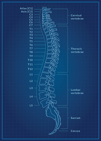Human Spine Blueprint Stock Illustration - Download Image Now - iStock
