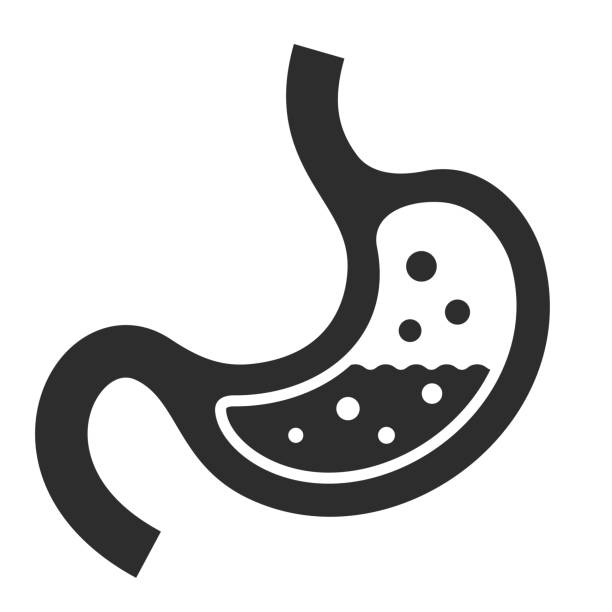 Human stomach vector icon Human stomach vector icon on white background stomach stock illustrations