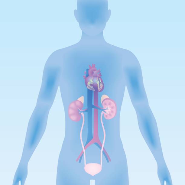 человеческие мочевые органы, сердце, почки, мочевой пузырь, иллюстрация вектора - laporta stock illustrations