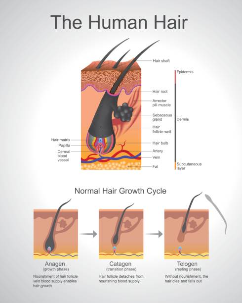 Humann Hair. Hair follows a specific growth cycle with three distinct and concurrent phases anagen, catagen, and telogen phases. Each phase has specific characteristics that determine the length of the hair. Vector graphic. hair structure stock illustrations