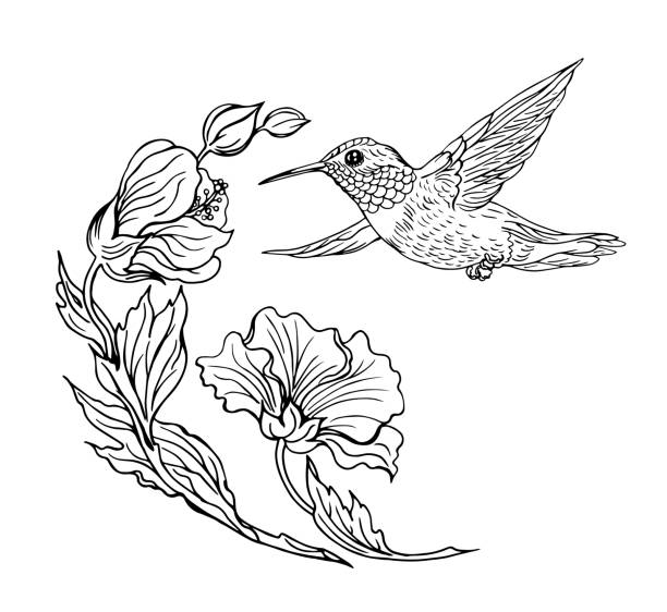 Hummingbird and flowers Hummingbird and flowers, black and white contour drawing. hummingbird stock illustrations