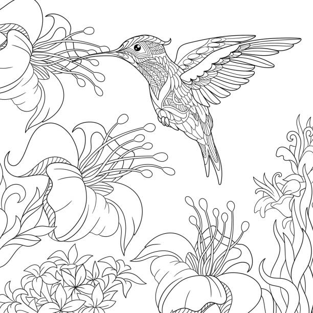 Hummingbird and hibiscus flowers Hummingbird and hibiscus flowers. Freehand sketch for adult coloring book page. adult coloring stock illustrations