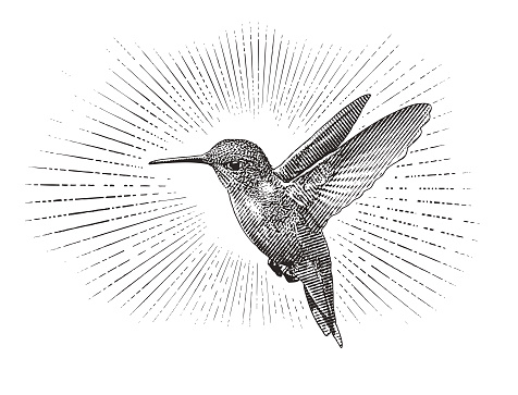 Engraving illustration of a Ruby Throated Hummingbird flying