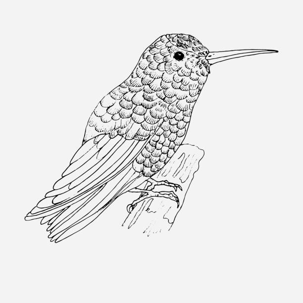 Hummingbird for coloring page. Bird. Hummingbird for coloring page. Bird. coloring book pages templates stock illustrations