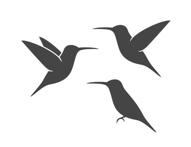 bildbanksillustrationer, clip art samt tecknat material och ikoner med kolibri silhuett. isolerad kolibri på vit backgroun. fågel - kolibri