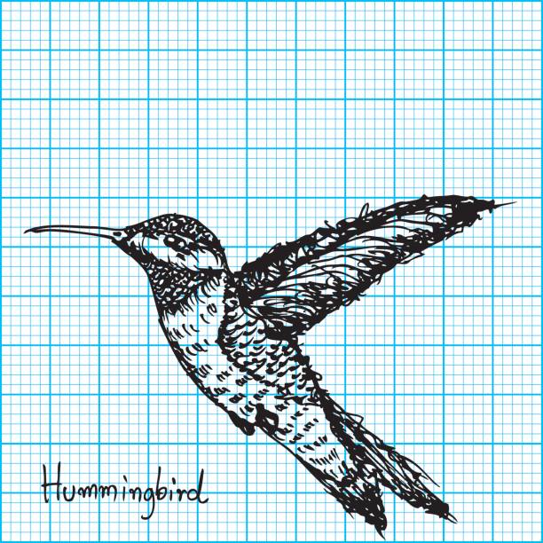 ilustrações de stock, clip art, desenhos animados e ícones de hummingbird sketch  vector - grouse flying