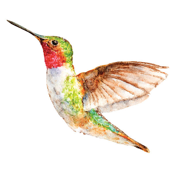 bildbanksillustrationer, clip art samt tecknat material och ikoner med hummingbird watercolor sketch, vector illustration. - kolibri