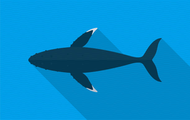bildbanksillustrationer, clip art samt tecknat material och ikoner med knölvalar simmar i havet, djur platt ikon - blue whale