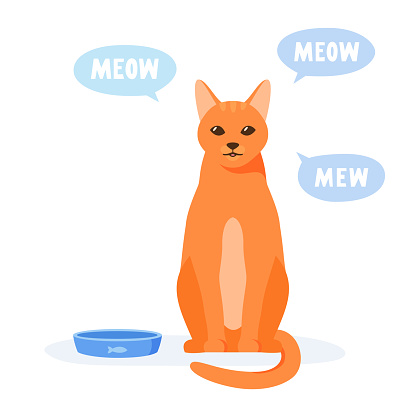 Hungry cat asks for food. Pet mews and demands food. Ginger cat sits near empty bowl. Flat style vector illustration.