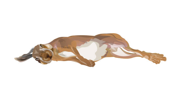 Hunting dead hare Hunting dead hare lying on its side. Vector illustration isolated on white background dead animal stock illustrations