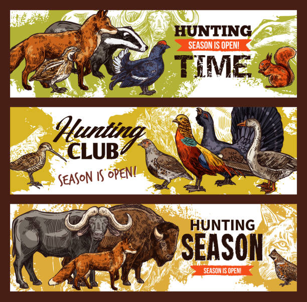 Hunting sport banners, animals and birds Hunting season and hunter club banners, animals and birds. Goose, fox and lynx, buffalo, bison and quail, grouse, badger and squirrel, partridge and ox. Vector sketch design buffalo shooting stock illustrations