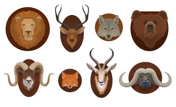 bildbanksillustrationer, clip art samt tecknat material och ikoner med jakttroféer, vilda djur huvuden montera vektor - deer dead