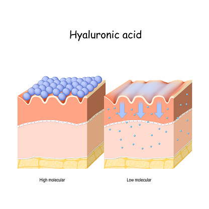 Hyaluronic Acid In Skincare Products Low Molecular And High Molecular Stock Illustration - Download Image Now - iStock