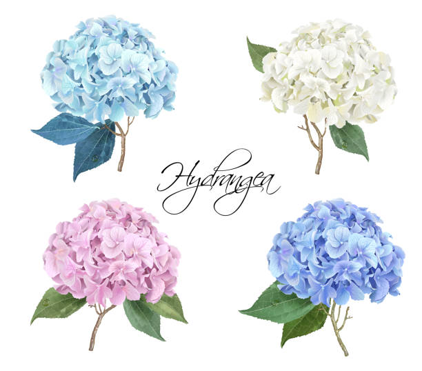 Hydrangea realistic illustration set Vector highly detailed realistic illustration set of hydrangea flowers isolated on white. Can be used as wedding element, floral design for cosmetics, perfume, beauty care products, greeting cards hydrangea stock illustrations