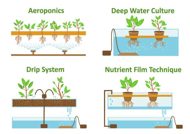 Hydroponic and aeroponic growth systems Set of aeroponic and hydroponic plant growth systems.Color vector illustration hydroponics stock illustrations
