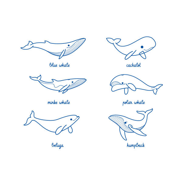 bildbanksillustrationer, clip art samt tecknat material och ikoner med ikon djur - blue whale