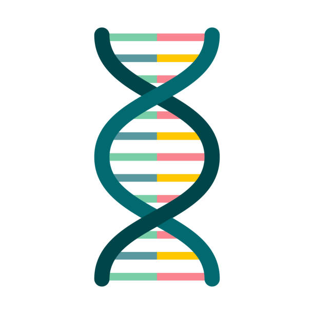DNA Icon on Transparent Background A flat design icon on a transparent background (can be placed onto any colored background). File is built in the CMYK color space for optimal printing. Color swatches are global so it’s easy to change colors across the document. No transparencies, blends or gradients used. dna clipart stock illustrations