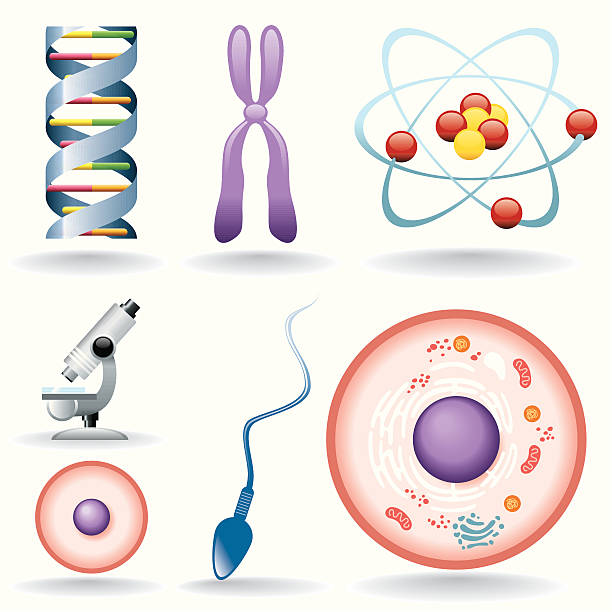 Icon Set, biology Icon Set, biology things on white background, make in adobe Illustrator (vector) chromosome stock illustrations