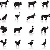 A silhouette of farm animals lined together in a horizontal fashion in four rows.  The animal shadows contrast against the white backdrop.  The animals in the first row are that of a horse, pig, cow and goat.  The second row contains a cat, ostrich, dog and donkey.  A turkey, sheep, rabbit and camel stand in the third row.  The final row has a rooster, hen, duck and goose.  The silhouettes of the animals also reveal their shadows where they stand.  The animals appear to be standing on a glossy surface, with their reflections showing below them.