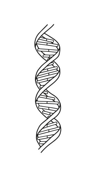 DNA icon vector. Trendy vector biology gene symbol for website design, web. Logo chromosome illustration. dna drawings stock illustrations