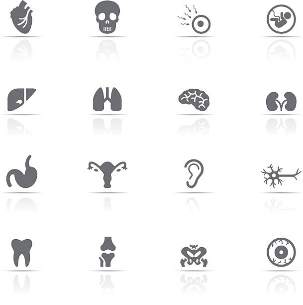 Icons set, Human Body Icon Set, Body parts and organ on white background, make in adobe Illustrator (vector) human nervous system stock illustrations