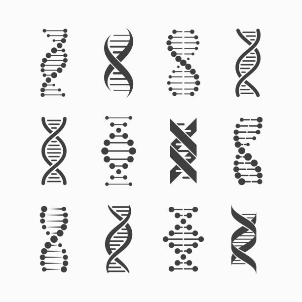 DNA icons set DNA icons set vector illustration, eps10 chromosome stock illustrations