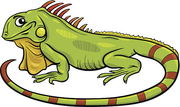 Iguana Illustrations, Royalty-Free Vector Graphics & Clip 