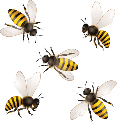 Illustrated set of honey bees on white background